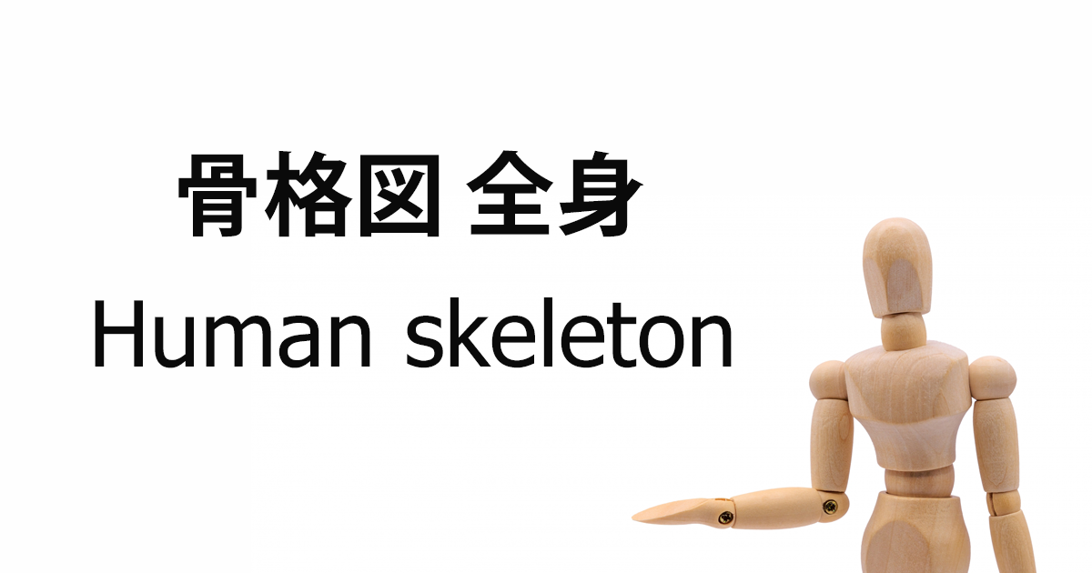 骨格図　全身 / Human skeleton