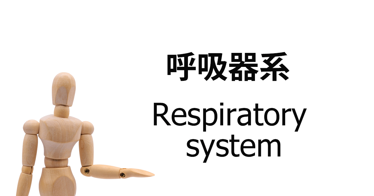 呼吸器系 / Respiratory system