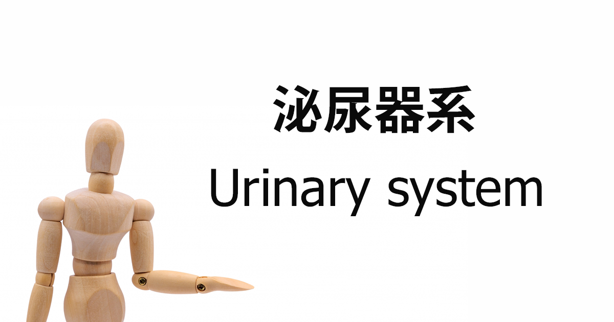 泌尿器系 / Urinary system